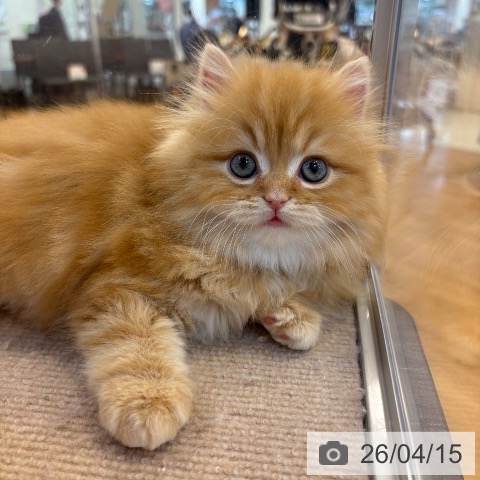 スコティッシュフォールドの写真