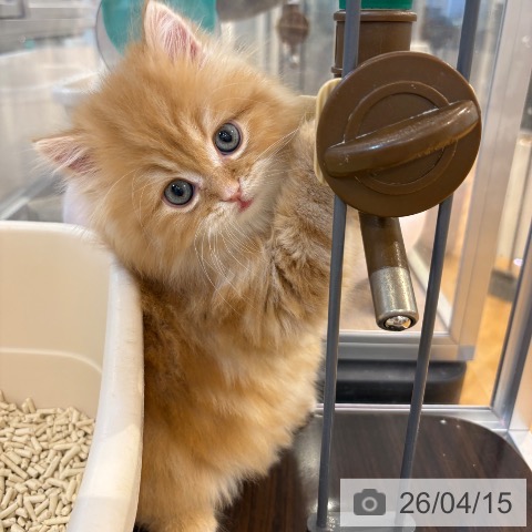 スコティッシュフォールドの写真