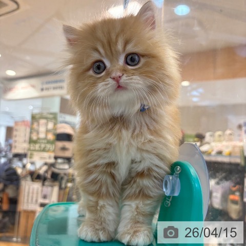 スコティッシュフォールドの写真