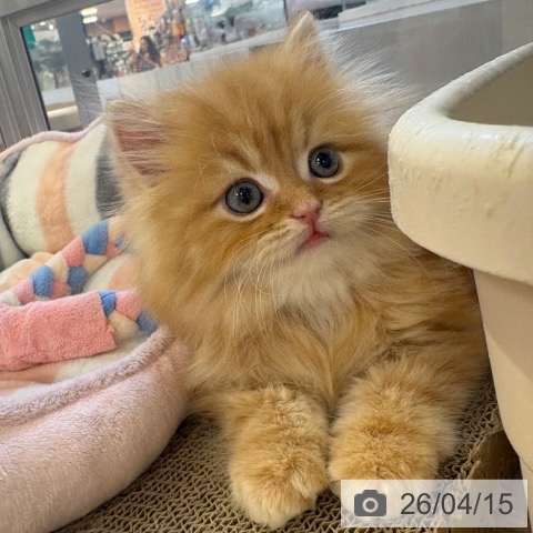 スコティッシュフォールドの写真