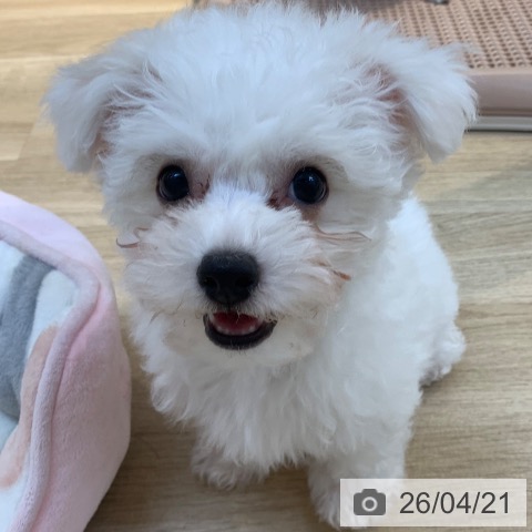 東京都のビションフリーゼ (ペットプラス アクアシティお台場店/2026年2月1日生まれ/女の子/ホワイト)の子犬の4枚目の画像