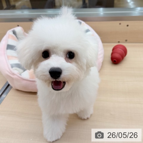 東京都のビションフリーゼ (ペッツワン 南砂町SUNAMO店/2026年2月1日生まれ/女の子/ホワイト)の子犬の3枚目の画像