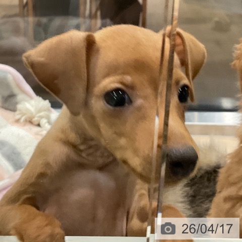 ミニチュア・ピンシャーの写真