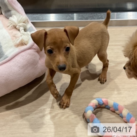 ミニチュア・ピンシャーの写真