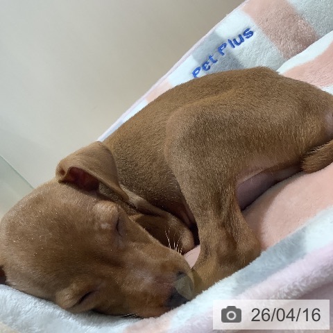 ミニチュア・ピンシャーの写真