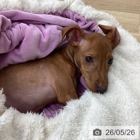 ミニチュア・ピンシャーの写真