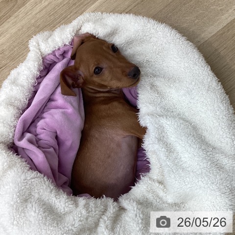ミニチュア・ピンシャーの写真
