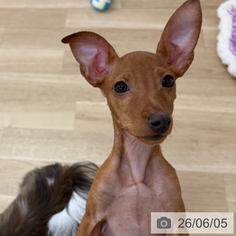 ミニチュア・ピンシャーの写真