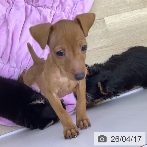 山梨県のミニチュアピンシャー (ペットプラス 甲府昭和店/2026年2月11日生まれ/男の子/レッド)の子犬の4枚目の画像