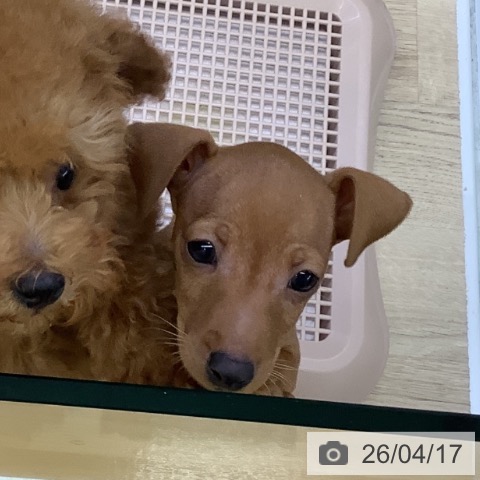 山梨県のミニチュアピンシャー (ペットプラス 甲府昭和店/2026年2月11日生まれ/男の子/レッド)の子犬の3枚目の画像