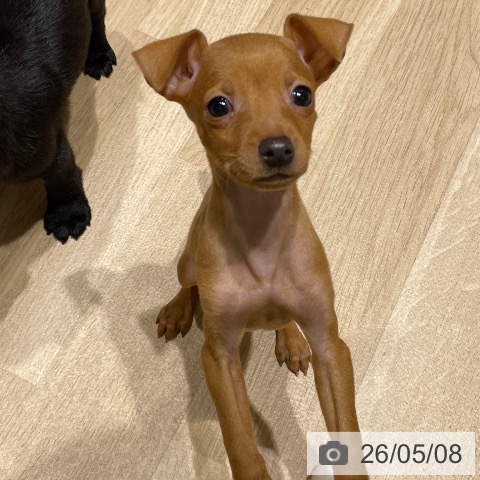 ミニチュア・ピンシャーの写真