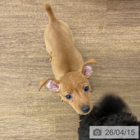 千葉県のミニチュアピンシャー (ペッツワン 千葉ニュータウン店/2026年2月11日生まれ/女の子/レッド)の子犬の4枚目の画像