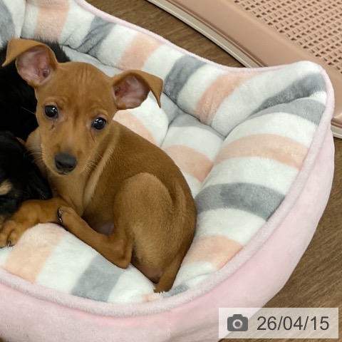 千葉県のミニチュアピンシャー (ペッツワン 千葉ニュータウン店/2026年2月11日生まれ/女の子/レッド)の子犬の3枚目の画像