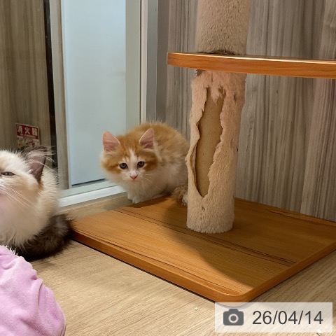 ラガマフィンの写真