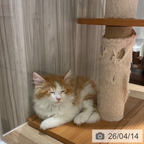 ラガマフィンの写真