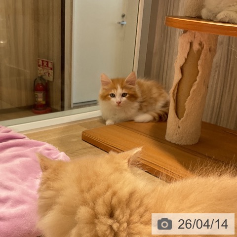 ラガマフィンの写真