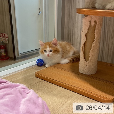 ラガマフィンの写真