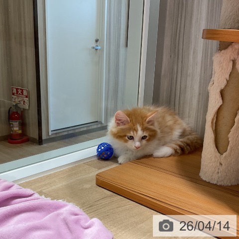 ラガマフィンの写真