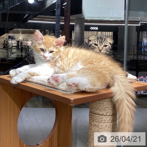 福井県のラガマフィン (ペットプラス 福井店/2026年2月1日生まれ/男の子/レッドタビーホワイト)の子猫の4枚目の画像