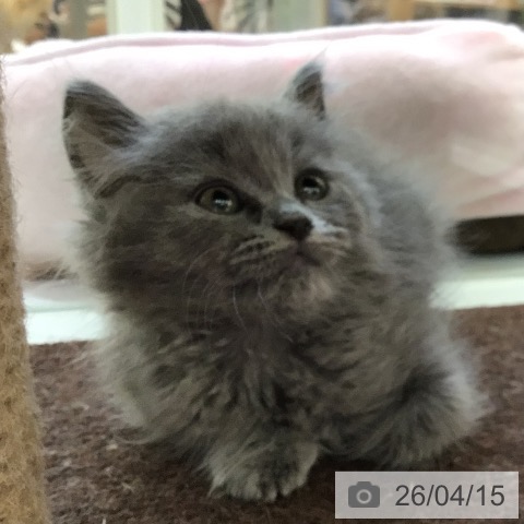 ラガマフィンの写真