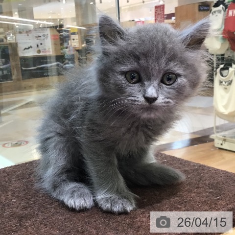 ラガマフィンの写真