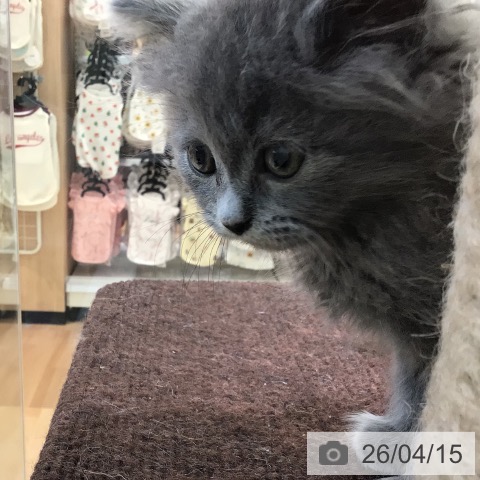 ラガマフィンの写真