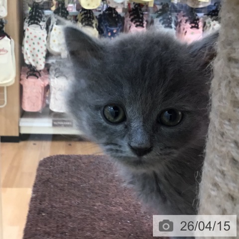 ラガマフィンの写真