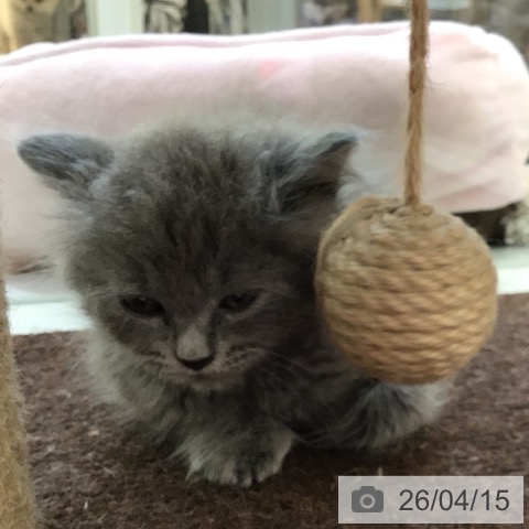 ラガマフィンの写真