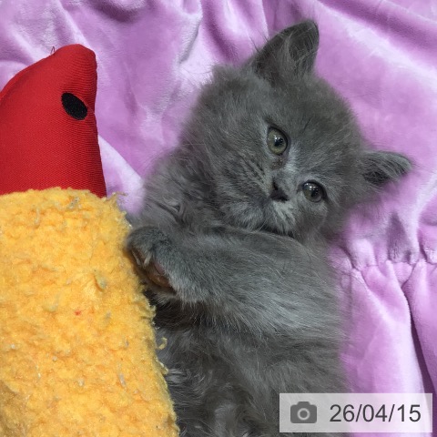 ラガマフィンの写真