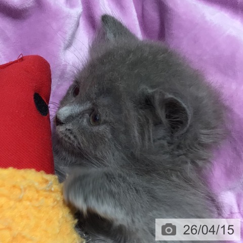 ラガマフィンの写真