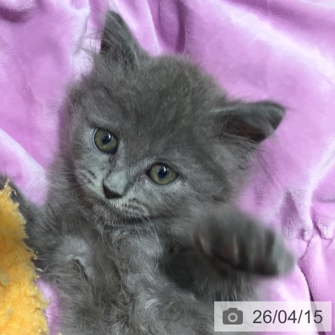 ラガマフィンの写真