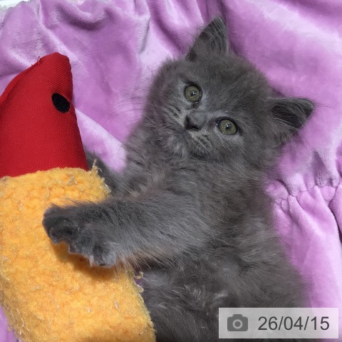 ラガマフィンの写真