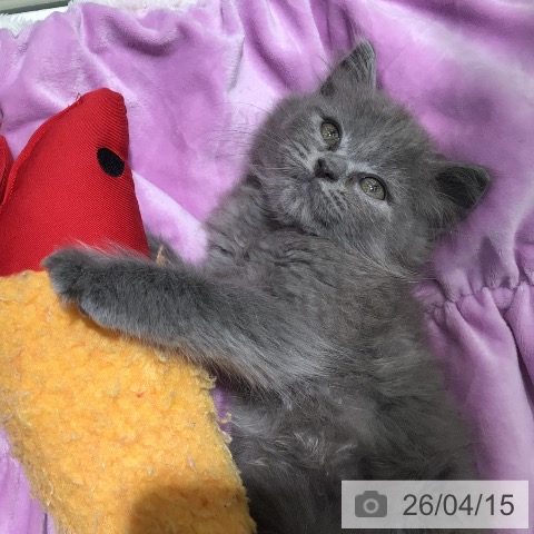 ラガマフィンの写真