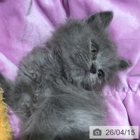 ラガマフィンの写真