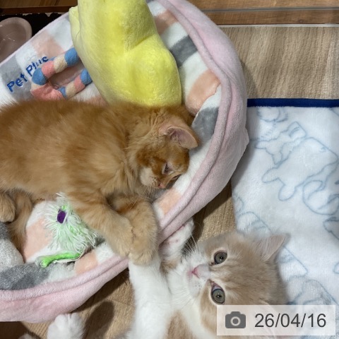 福岡県のラガマフィン (ペットプラス 八幡東店/2026年2月11日生まれ/男の子/レッドタビー)の子猫の4枚目の画像