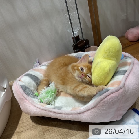 福岡県のラガマフィン (ペットプラス 八幡東店/2026年2月11日生まれ/男の子/レッドタビー)の子猫の3枚目の画像