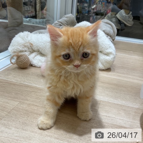 福岡県のラガマフィン (ペットプラス 福岡店/2026年2月11日生まれ/男の子/レッドタビー)の子猫の4枚目の画像