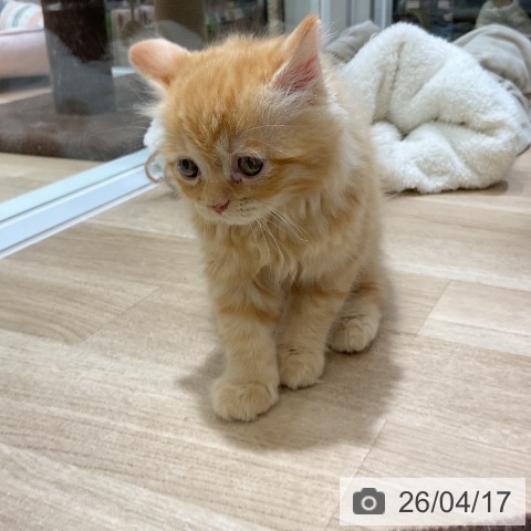 福岡県のラガマフィン (ペットプラス 福岡店/2026年2月11日生まれ/男の子/レッドタビー)の子猫の3枚目の画像