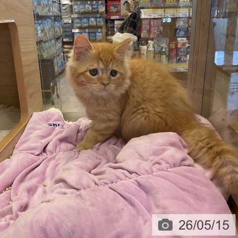 福岡県のラガマフィン (ペットプラス 福岡店/2026年2月11日生まれ/男の子/レッドタビー)の子猫の3枚目の画像