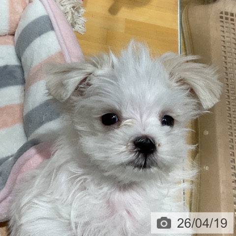 埼玉県のマルチーズ (ペットプラス 与野店/2026年1月29日生まれ/男の子/ホワイト)の子犬の3枚目の画像