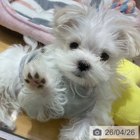 埼玉県のマルチーズ (ペットプラス 与野店/2026年1月29日生まれ/男の子/ホワイト)の子犬の4枚目の画像