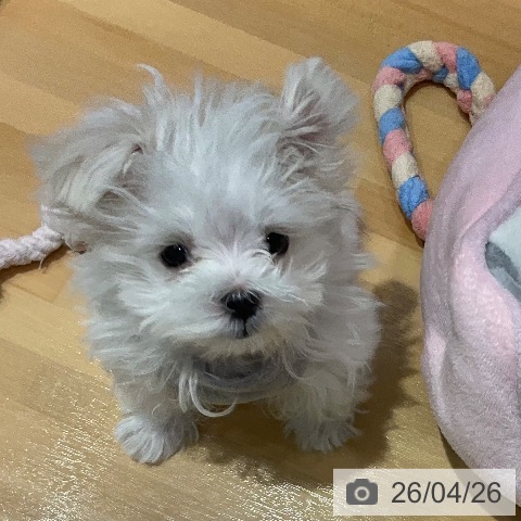 埼玉県のマルチーズ (ペットプラス 与野店/2026年1月29日生まれ/男の子/ホワイト)の子犬の3枚目の画像