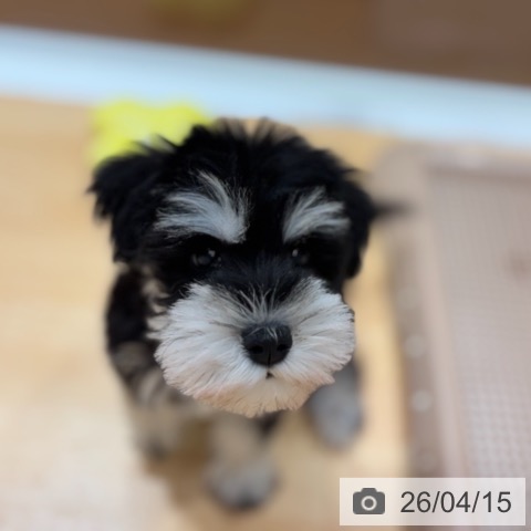 ミニチュア・シュナウザーの写真