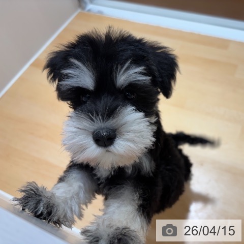 ミニチュア・シュナウザーの写真