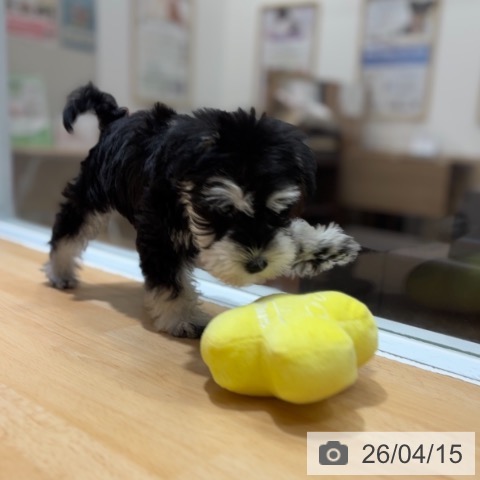 ミニチュア・シュナウザーの写真