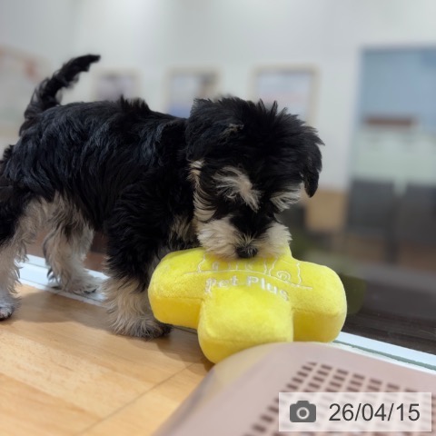 ミニチュア・シュナウザーの写真