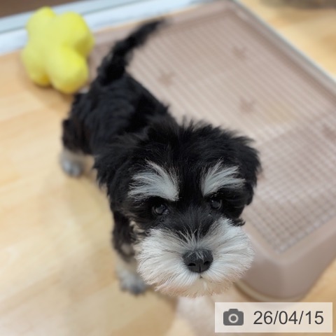 ミニチュア・シュナウザーの写真