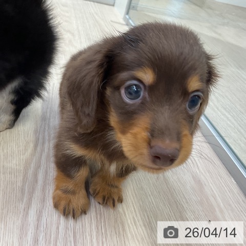 ミニチュア・ダックスフンドの写真