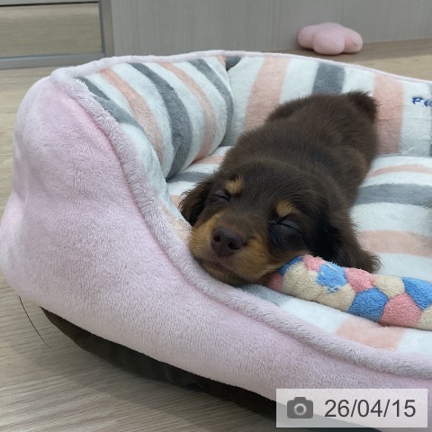 ミニチュア・ダックスフンドの写真