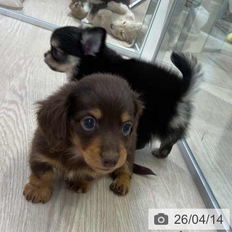 ミニチュア・ダックスフンドの写真